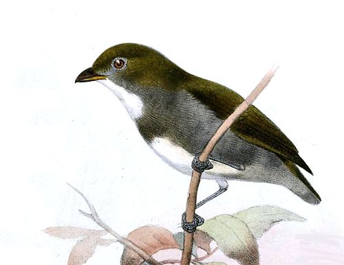 Olive-backed flowerpecker